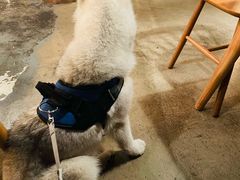 -the rug 飞毯 (朝阳公园店)