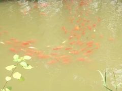 -合肥滨湖国家森林公园