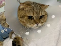 -达爱动物医院·犬猫分区·CT·复杂眼科(远洋山水分院)