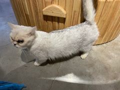 -more than meow吴止猫主题餐厅(承德 中船汇店)