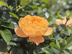 -柴门·头啖汤(天安千树店)