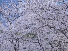-西北湖绿化广场