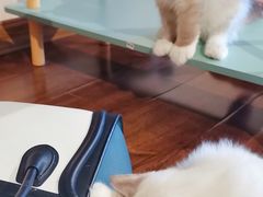-绒爪撸猫下午茶·猫咖