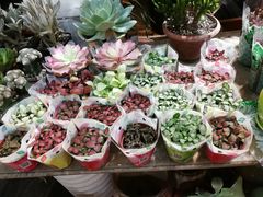 -双季花艺园艺市场(浦东店)
