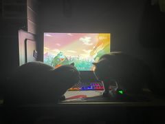 -猫大福·Fortune Cat猫舍(百子湾店)