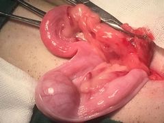 -康乐宝动物医院