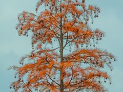 -白鹭湾湿地公园