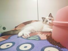 -糯米喵星人·撸猫猫舍咖啡馆(西市场嘉华店)