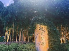 -十八棵（老龙井）御茶园(老龙井店)