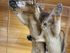 -猫十亿·布偶金渐层·曼基康矮脚猫舍(青年路店)