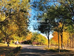 -永定河休闲森林公园