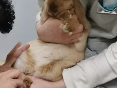 -惠康宠物医院(华能路店)