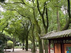 -嘉定紫藤园