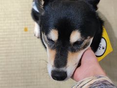 -逗柴咖啡屋·狗咖猫咖宠物桌游