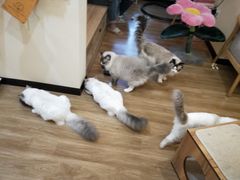 -滚猫咖啡·猫咖·猫友好撸猫(未来城店)