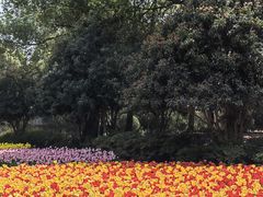 -上海鲜花港