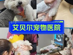 -艾贝尔宠物医院·宠保定点·超声绝育·免疫点(樱花路店)
