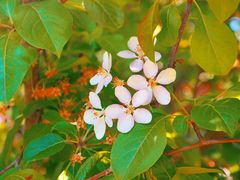 -长白岛森林公园