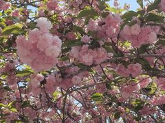 -莱阳濯村樱花园