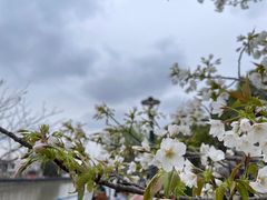 -高东镇樱花园