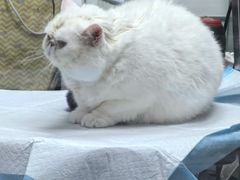 -达爱动物医院·犬猫分区·CT·复杂眼科(远洋山水分院)