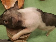 -藦茜花园宠物主题亲子互动体验馆(国顺东路店)