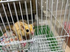 -中环花鸟鱼虫市场