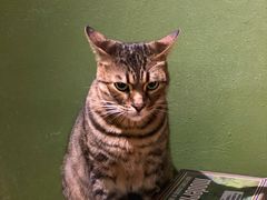 -猫猫幼稚园·撸猫·桌游·电玩