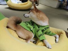 -逗柴咖啡屋·狗咖猫咖宠物桌游