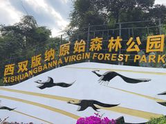 -西双版纳原始森林公园