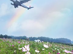 -空港花田景区