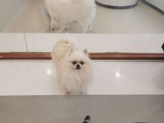 -共舞时光猫咖·狗咖(新街口店)