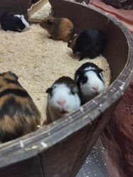 -Zoolung Zoolung动物主题公园(海信广场店)