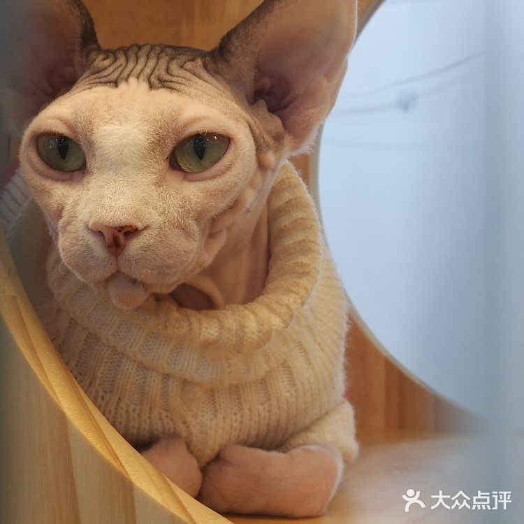 宠物展也太好吸猫撸狗了！[亲亲][亲亲][亲亲]