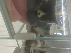 -COLOR PETS 撸猫馆·购猫·猫咖(长风大悦城店)