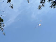 -上海滨江森林公园