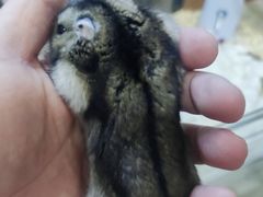 -钓仓鼠(洋桥北里小区店)