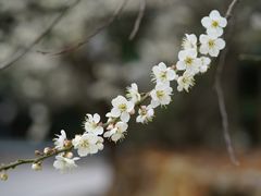 -广州市流溪河国家森林公园