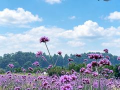 -空港花田景区