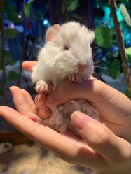 -酷嗒动物文化乐园(cutezoo西溪乐天城店)