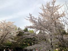 -西安青龙寺遗址景区