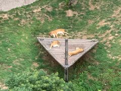 -西霞口神雕山野生动物世界