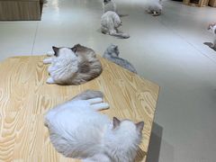 -藏猫猫咖啡主题馆(中央大道店)