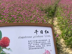 -径山花海