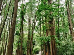 -同里国家湿地公园