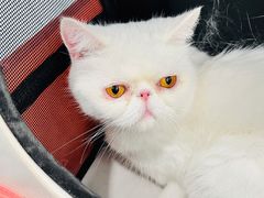 -纳吉亚猫专科动物诊疗中心(蒋宅口分院)