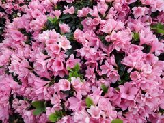 -秦美花卉(天朗·莱茵小城2期店)
