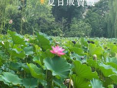 -莲湖公园
