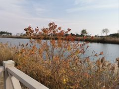 -鹦鹉洲湿地公园