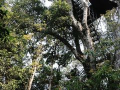 -云南屏边大围山国家公园